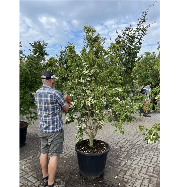 Hartriegel - Cornus hongkongensis - Collection