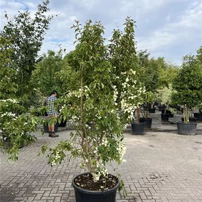 Solitär 200-250 24-B71 1130 - Hartriegel - Cornus hongkongensis - Collection