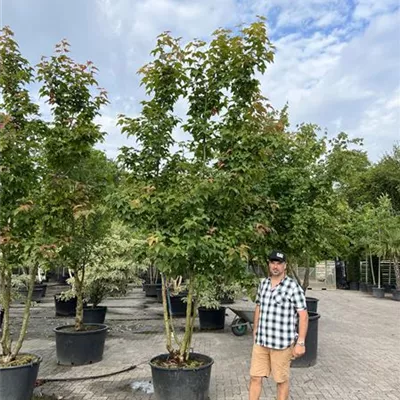 Schirmform 150-200 x 400-450 24-B69 1790 - Chin.Amberbaum - Liquidambar formosana - Collection