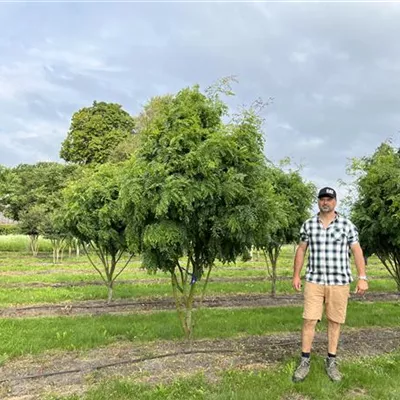 Schirmform 250-300 24-B84 1790 - Lederhülsenbaum 'Elegantissima' - Gleditsia triacanthos 'Elegantissima' - Collection