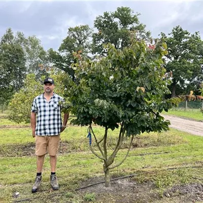 Schirmform 100-150 x 200-250 - Eisenbaum - Parrotia persica - Collection