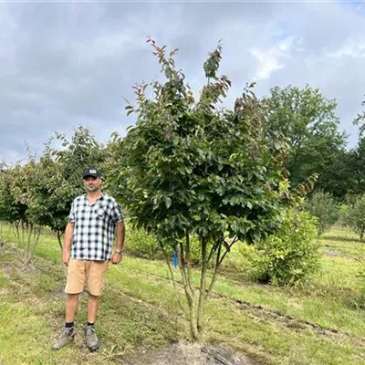 Schirmform 150-200 x 250-300 24-C04 2690 - Eisenbaum - Parrotia persica - Collection