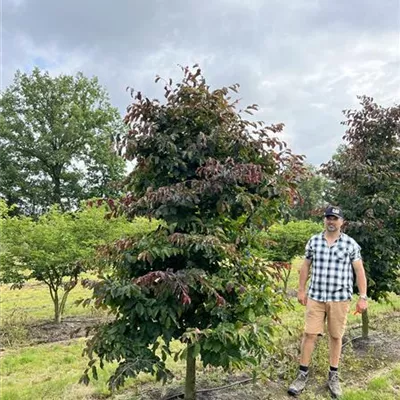 einstämmig 150-200 x 300-350 24-C10 2390 - Eisenbaum - Parrotia persica - Collection