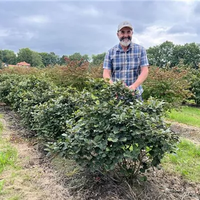 Solitär 80-100 24-C28 260 - Zwerg-Federbuschstrauch - Fothergilla gardenii - Collection