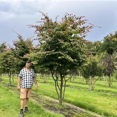 Schirmform 200-300 x 350-400 24-C75 3750 reserviert - Eisenbaum - Parrotia persica - Collection