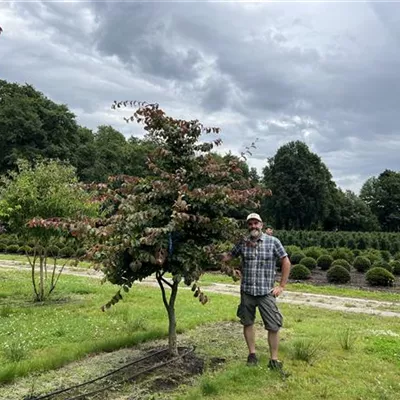 Schirmform 150-200 x 200-250 24-C76 2240 - Eisenbaum - Parrotia persica - Collection