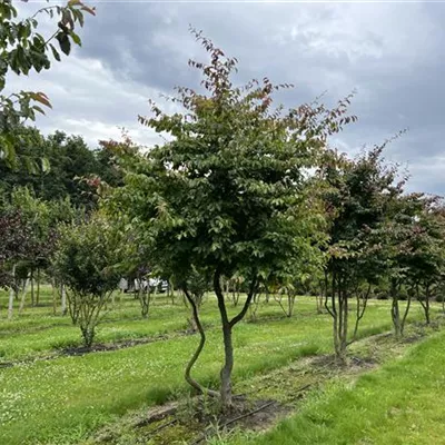 Schirmform 200-300 x 350-400 24-C77 3450 - Eisenbaum - Parrotia persica - Collection