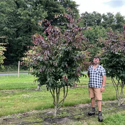 Schirmform 150-200 x 250-300 24-C70 2690 - Eisenbaum 'Bella' - Parrotia persica 'Bella' - Collection