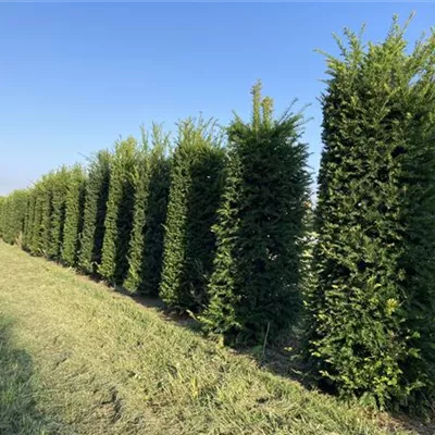 Heckenelement MB 180/, 50x50cm SM - Heimische Eibe - Taxus baccata - Collection