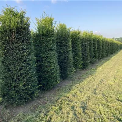 HEB 50-60, 175/200 SM - Heimische Eibe - Taxus baccata - Collection