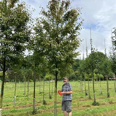 Hochstamm 20-25 24-D84 2570 - Felsenbirne 'Robin Hill' - Amelanchier arborea 'Robin Hill' - Collection