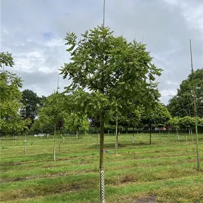 Hochstamm 20-25 24-D85 1340 - Blasenbaum - Koelreuteria paniculata - Collection