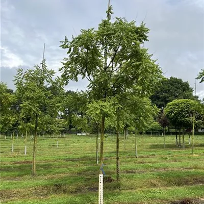 Hochstamm 20-25 24-D86 1340 - Blasenbaum - Koelreuteria paniculata - Collection