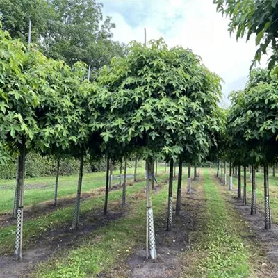 Hochstamm 18-20 24-D77 1350 - Amberbaum 'Gumball' - Liquidambar styraciflua 'Gumball' - Collection