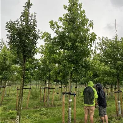 Hochstamm 20-25-30 24-D57-D58 2090 - Amberbaum 'Worplesdon' - Liquidambar styraciflua 'Worplesdon' - Collection