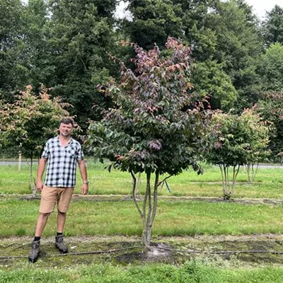 Schirmform 150-200 x 250-300 24-D98 2690 - Eisenbaum 'Bella' - Parrotia persica 'Bella' - Collection