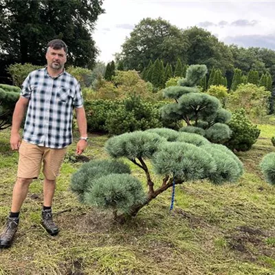 Bonsaiform 140cm 24-C79 2660 - Silberkiefer - Pinus sylvestris 'Watereri' - Collection