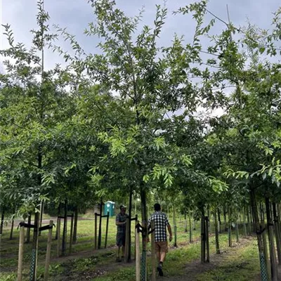 Solitärbaum 30-35 24-D94 2090 - Schindel-Eiche - Quercus imbricaria - Collection