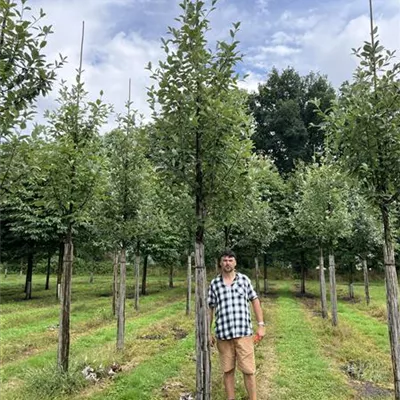 Hochstamm 20-25 24-D78, D79, D87 1490 - Großlaubige Mehlbeere - Sorbus aria 'Magnifica' - Collection