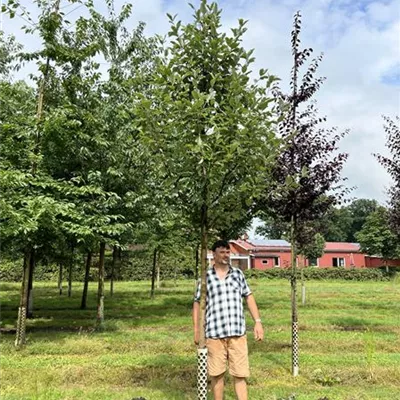 Hochstamm 20-25 24-D78, D79, D87 1490 - Großlaubige Mehlbeere - Sorbus aria 'Magnifica' - Collection