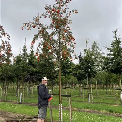 Solitärbaum 25-30 24-D82 1460 - Eßbare Eberesche - Sorbus aucuparia 'Edulis' - Collection