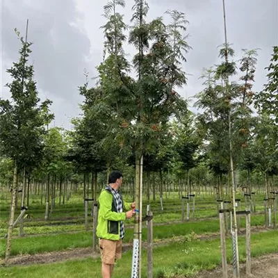 Hochstamm 25-30 24-D23 1640 - Eberesche 'Dodong' - Sorbus 'Dodong' - Collection