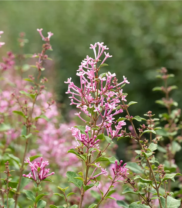 Syringa 'Bloomerang® Pink Perfume'(s) - Collection