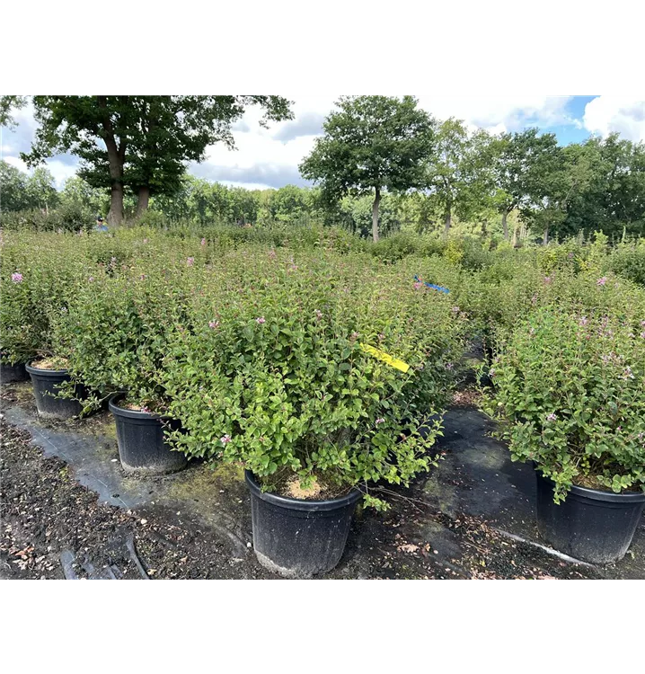 Edelflieder Bloomerang® 'Pink Perfume'(s) - Syringa 'Bloomerang® Pink Perfume'(s) - Collection