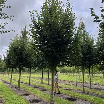 Solitärbaum 30-35 24-D97 1650 - Amerikan.Stadtlinde - Tilia cordata 'Greenspire' - Collection