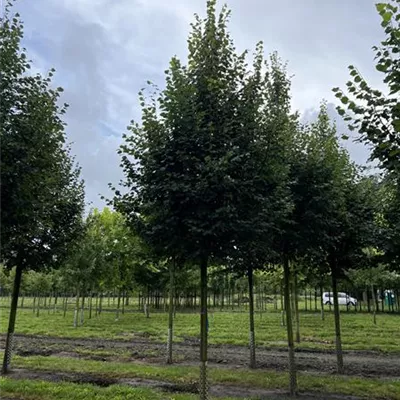 Solitärbaum 30-35 24-D97 - Amerikan.Stadtlinde - Tilia cordata 'Greenspire' - Collection