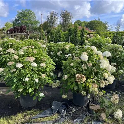 Solitär 100-125 120 - Ballhortensie 'Annabelle' - Hydrangea arbor. 'Annabelle' - Collection