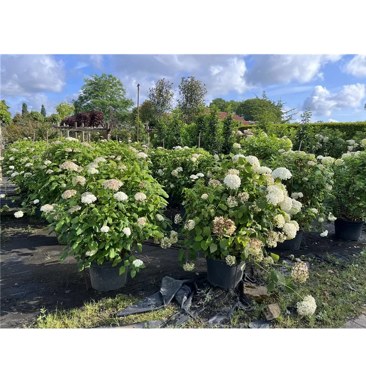 Ballhortensie 'Annabelle' - Hydrangea arbor. 'Annabelle' - Collection