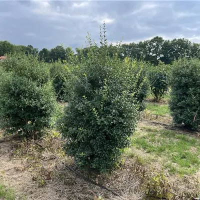 Solitär 150-175 - Burkwoods Duftblüte - Osmanthus burkwoodii - Collection