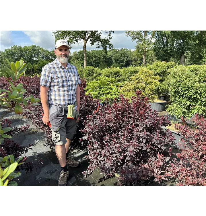 Fasanenspiere 'All Black'® - Physocarpus opulifolius 'All Black'® - Collection