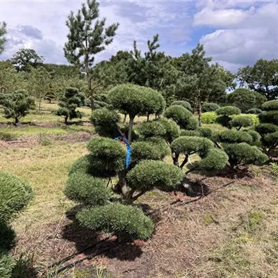 Bonsaiform 100-125 24-E44 - Berg-Kiefer,Latschenkiefer - Pinus mugo - Collection