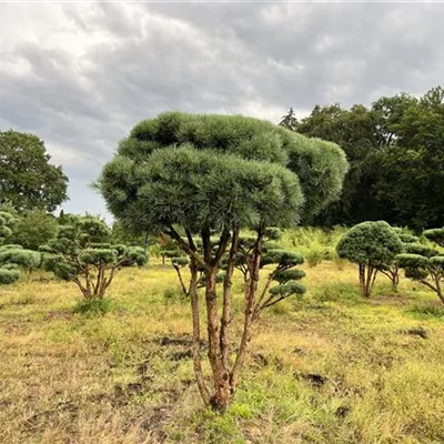 Schirmform 125-150 x 200-225 24-E12 4130 - Silberkiefer - Pinus sylvestris 'Watereri' - Collection