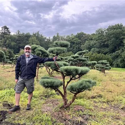 Bonsaiform 150-200 x 175-200 24-E13 4050 - Silberkiefer - Pinus sylvestris 'Watereri' - Collection