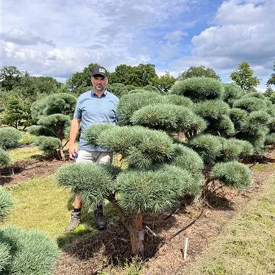 Bonsaiform 125-150 24-E45 2660 - Silberkiefer - Pinus sylvestris 'Watereri' - Collection