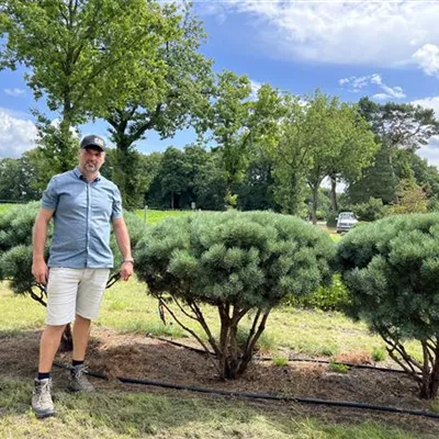 Schirmform 125-150 x 125-150 24-E47 2390 - Silberkiefer - Pinus sylvestris 'Watereri' - Collection