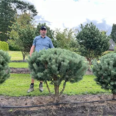 Schirmform 100-125 x 100-125 24-E51 1340 - Silberkiefer - Pinus sylvestris 'Watereri' - Collection