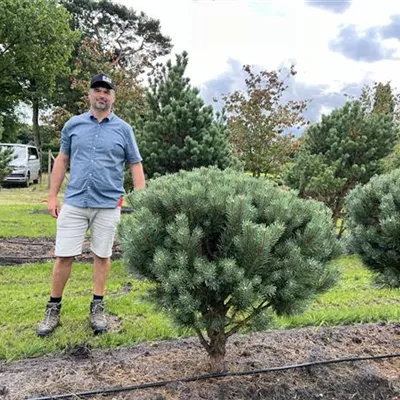 Schirmform 100-125 x 100-125 24-E52 1350 - Silberkiefer - Pinus sylvestris 'Watereri' - Collection