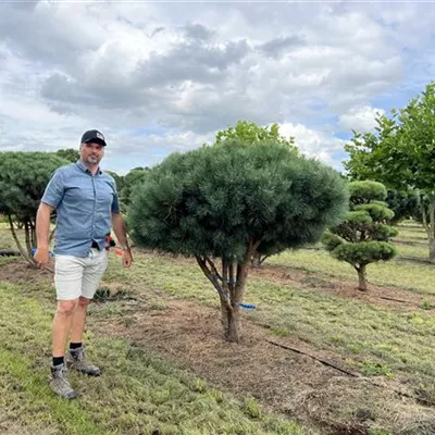 Schirmform 150-200 x 175-200 24-E54 4040 - Silberkiefer - Pinus sylvestris 'Watereri' - Collection