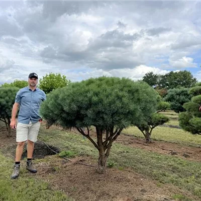 Schirmform 150-200 x 150-175 24-E55 3290 - Silberkiefer - Pinus sylvestris 'Watereri' - Collection