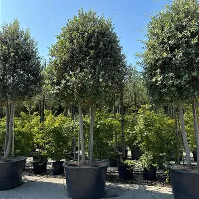 Schirmform VP24-8035 - Stein-Eiche - Quercus ilex - Collection