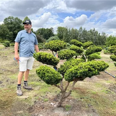 Bonsaiform 120-140 x 120-140 24-E58 - Fruchtende Bechereibe - Taxus media 'Hicksii' - Collection