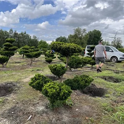 Bonsaiform 100-120 x 120-140 24-E59 - Fruchtende Bechereibe - Taxus media 'Hicksii' - Collection