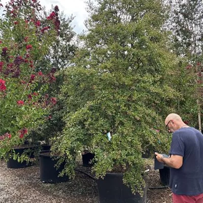 Solitär VP24-8012 - Chinesische Kräuselmyrte - Lagerstroemia indica - Collection