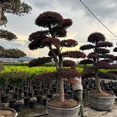 Bonsai VP24-8032 - Riemenblume - Loropetalum chinense - Collection