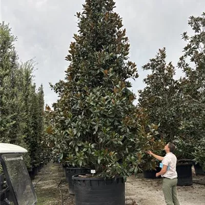 Solitär 600-650 VP24-8013 - Großblättrige Magnolie - Magnolia grandiflora - Collection