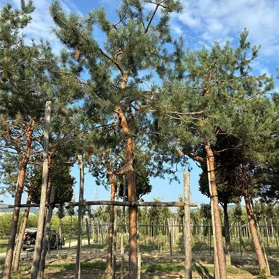 Hochstamm 50-55 VP24-8078 - Kiefer - Pinus sylvestris - Collection